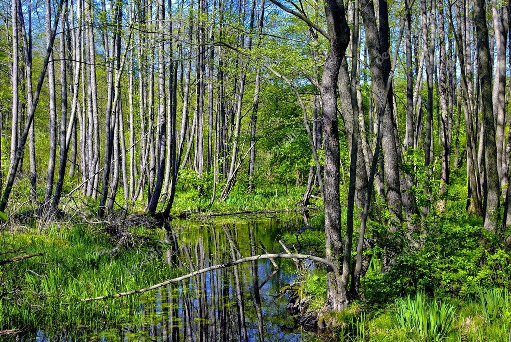 Small stream flows through alder forest — Stock Photo © Jasiek #2913432