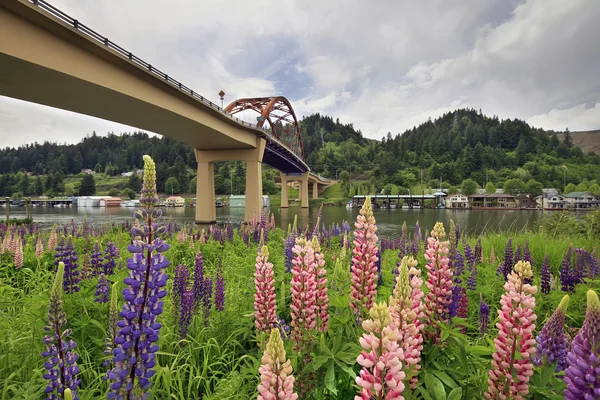 Люпин цветы под мостом — стоковое фото