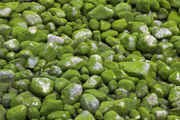 stock image Rocks Covered by Green Moss