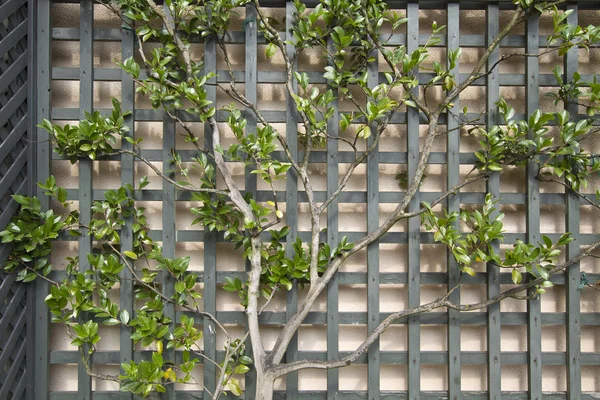 トレリス 2 に垣根仕立てツリー — ストック写真