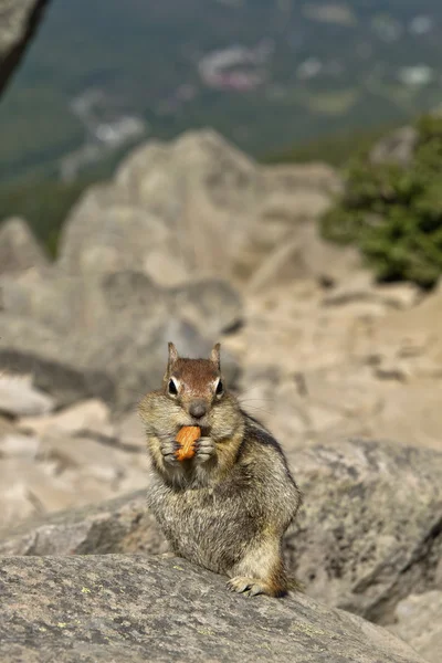 stock image Chipmunk Eating Nut