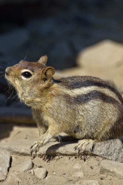 stock image Chipmunk in the Wild