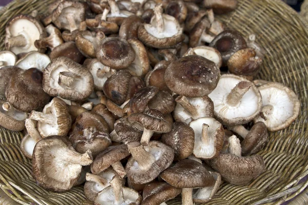 stock image Shiitake Mushrooms