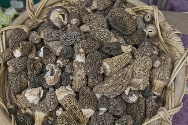 stock image Morchella Morel Mushrooms