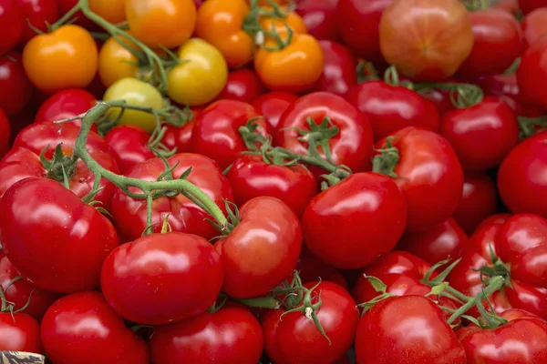 Tomates sur la vigne — Photo