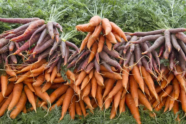 Cenouras cultivadas organicamente 2 — Fotografia de Stock