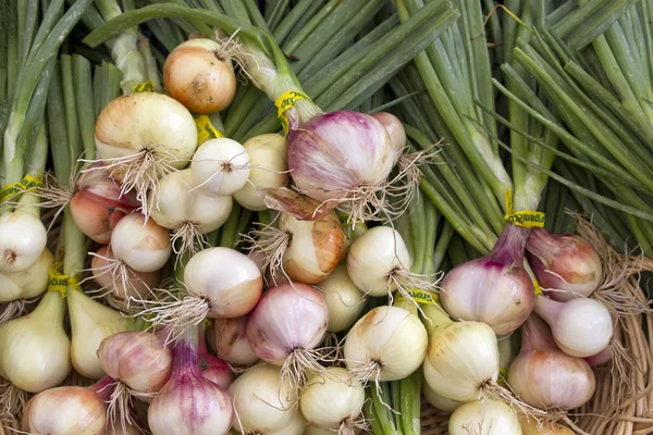 Bombillas de cebolla de primavera cultivadas orgánicamente —  Fotos de Stock