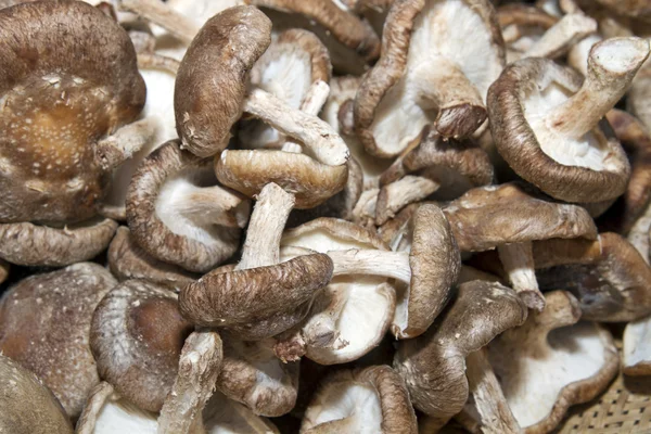 Shiitake Mushrooms 2 — Stock Photo, Image