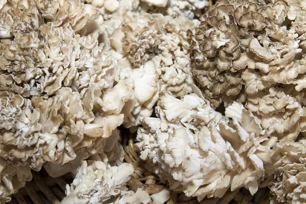 stock image Maitake Mushrooms