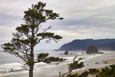 Foggy Morning at Tolovana Beach Oregon clipart