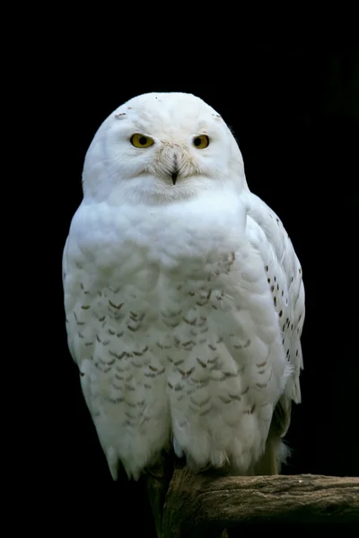 Barn owl Stock Photos, Royalty Free Barn owl Images | Depositphotos®