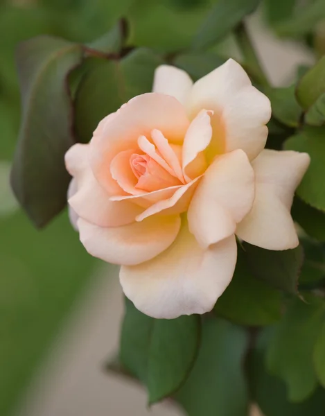Όμορφο τριαντάφυλλο κίτρινο — Φωτογραφία Αρχείου