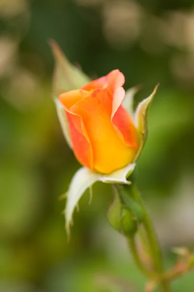 Linda rosa laranja — Fotografia de Stock