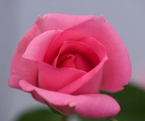 Beautiful pink rose — Stock Photo, Image