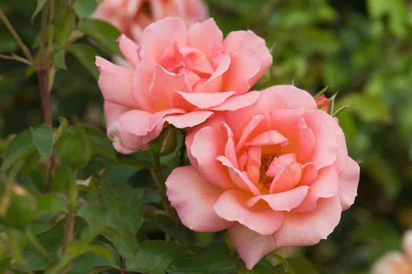 Beautiful pink rose — Stock Photo, Image