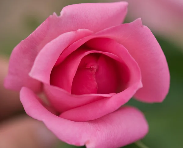 Schöne rosa Rose — Stockfoto