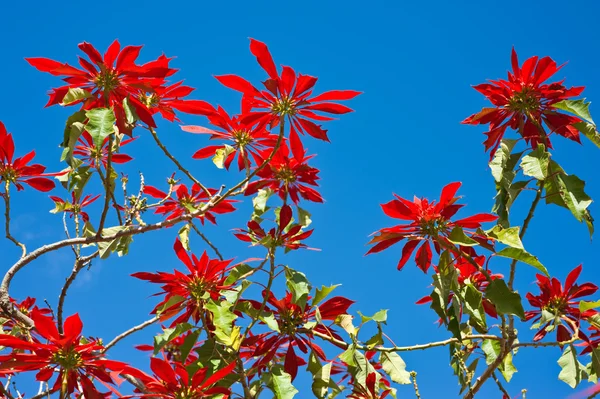 Red flowers and blue sky as background — Stock Photo, Image