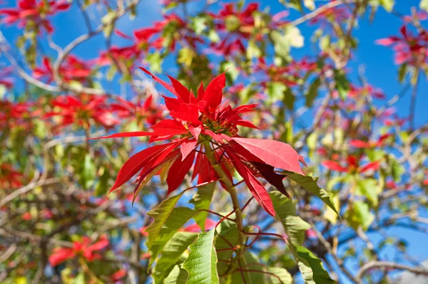 Red flowers and blue sky — Stock Photo, Image
