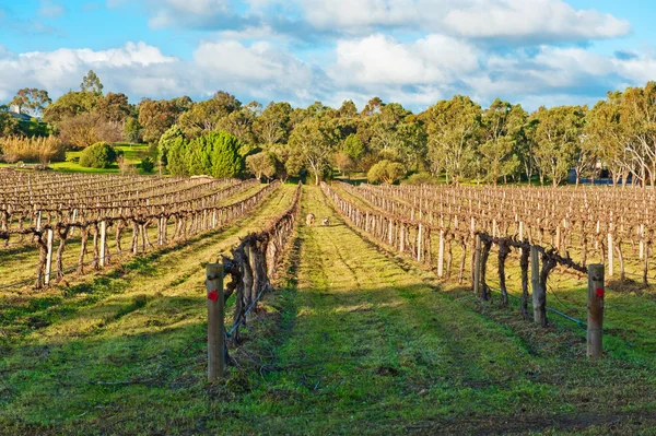 stock image Winter vineyard