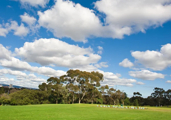 Landschap van een groene golf veld — Stockfoto