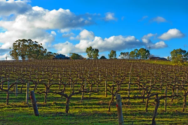 Winter vineyard — Stock Photo, Image