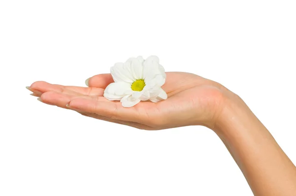 Mooie vrouwelijke hand met bloem — Stockfoto