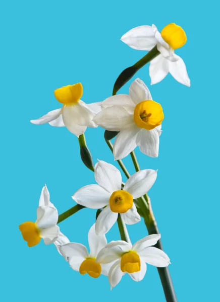 stock image White Spring narcissus