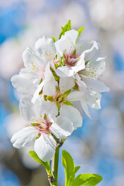 stock image Spring Blossom