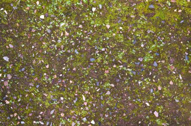 Green moss on the ground clipart