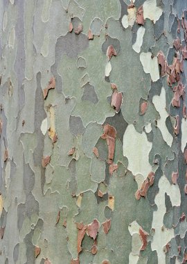Platan bark background clipart