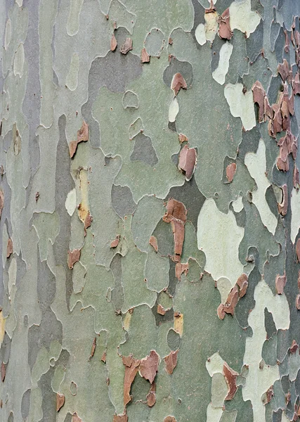 Platan bark background — Stock Photo, Image