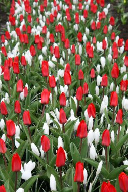 Lale, çiğdemler ve yağmur damlaları