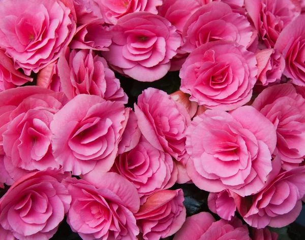 stock image Pink flowers of tuberous begonias