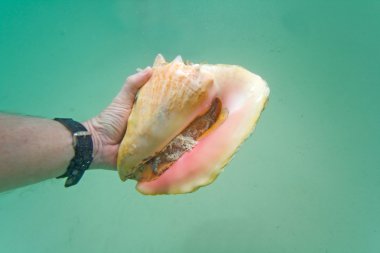 Hand holding a live conch clipart