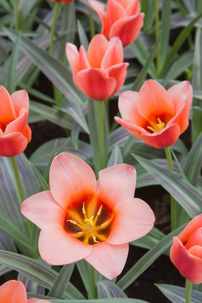 Losos a žluté tulipány — Stock fotografie