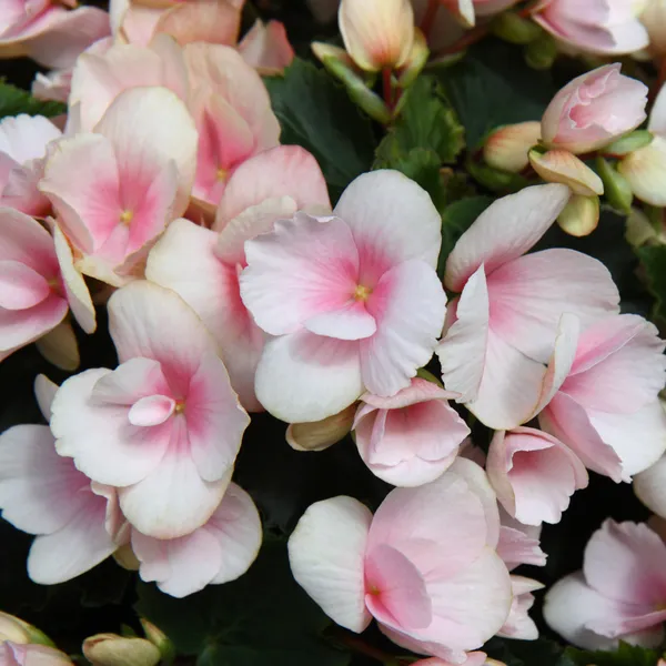 Light pink flowers of tuberous begonias