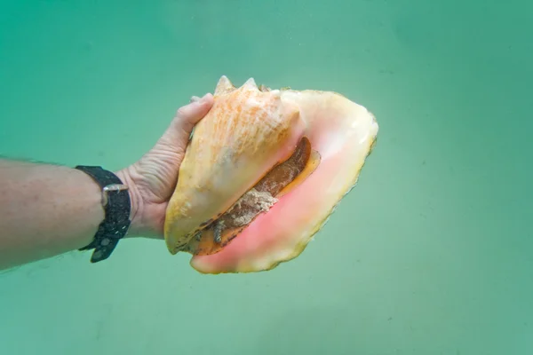 Hand holding a live conch — Stock Photo, Image