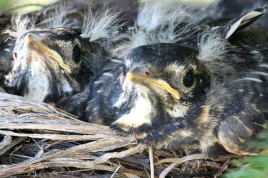 Two baby robins in a nest clipart