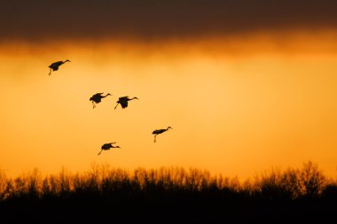 Sunset 'te Sandhill Turnaları