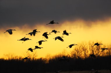 Sandhill cranes at sunset clipart
