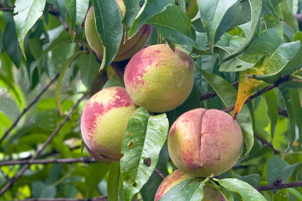 Tre persikor mognar i ett träd — Stockfoto