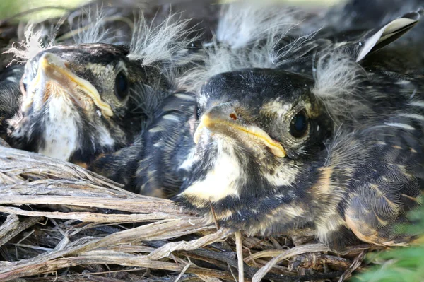 Két baby robins egy fészekben — Stock Fotó