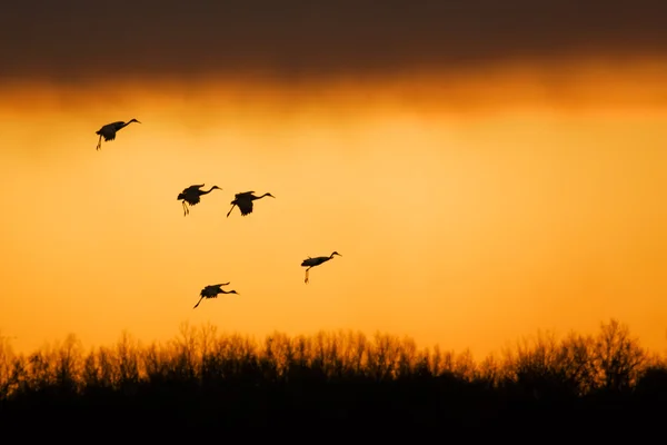 Żurawie Sandhill o zachodzie słońca — Zdjęcie stockowe