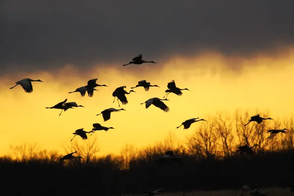 Guindastes de Sandhill ao pôr do sol — Fotografia de Stock