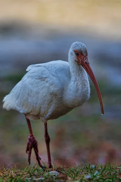Ibis uccello bianco in campo . — Foto Stock