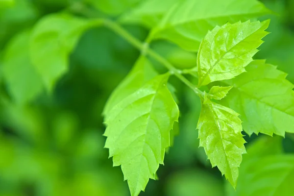 stock image Nature green background