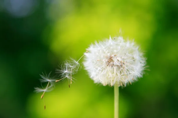 stock image Flowers