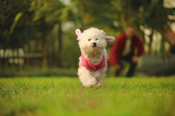 köpek çim üzerinde çalıştırmak