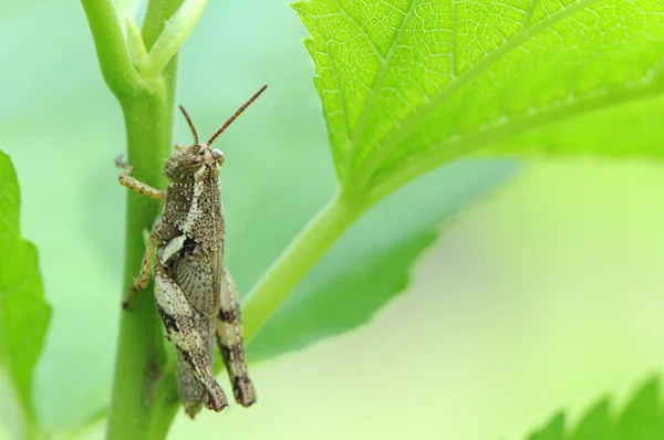 stock image Locust