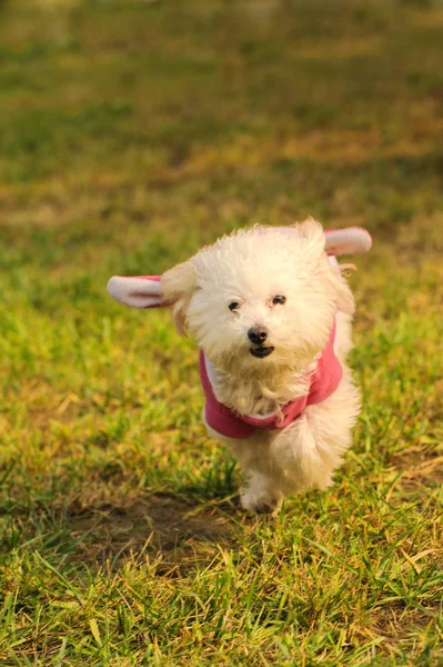 Собака біжить на траві Ліцензійні Стокові Зображення